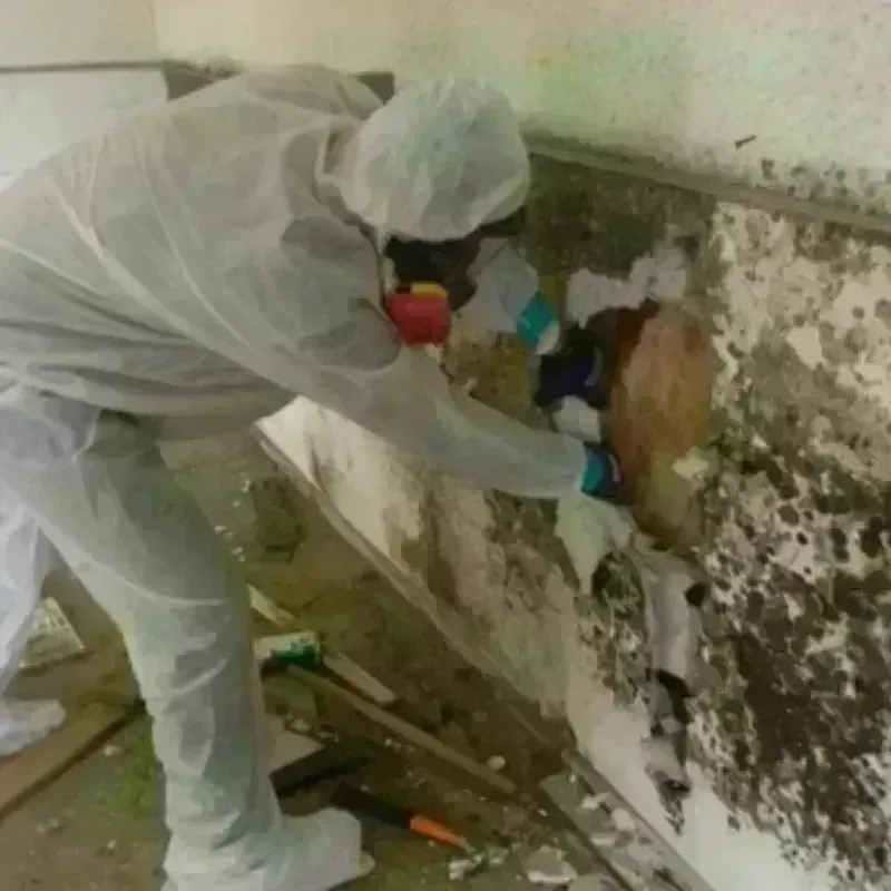 Mold Remediation and Removal in Florence, TX